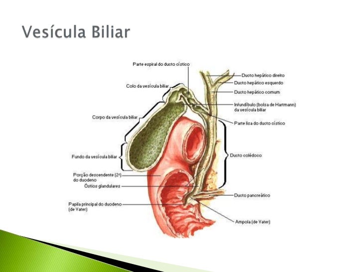 anatomia de la vesicula biliar